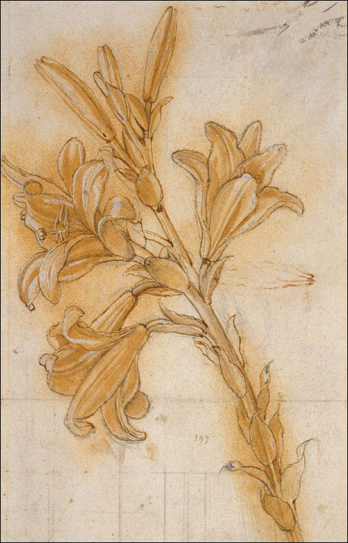 Botanical Illustration History